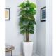 Artificial Plant - Cheese Plant